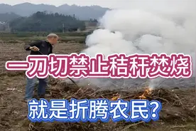 一刀切禁止秸秆焚烧，就是折腾农民？到底该烧不该烧？视频封面