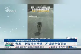 青海公路惊现野狼“拦路求食”奇观，专家揭秘背后神秘乞食之谜！视频封面