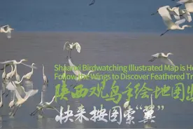 陕西观鸟手绘地图出炉，快来按图索“翼”视频封面