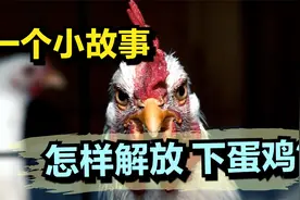 怎样解放“下蛋鸡”？视频封面