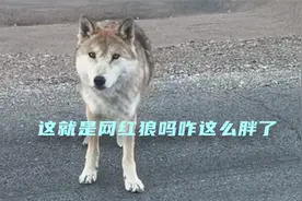 这就是网红狼吗咋这么胖了