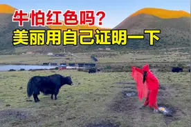 美丽又开始作啦！穿着一套红斗牛，牛到底怕不怕红色？结果会怎样