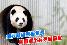 俄罗斯租熊猫免费，印度申请14次皆被拒，韩国却要出兵夺回福宝视频封面