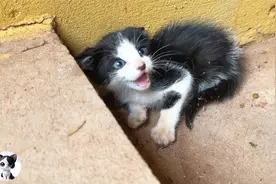 从0到26天，记录被拯救回来的凶猛小猫，是如何成长的！