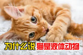 为什么说猫是液体动物？科普来了！