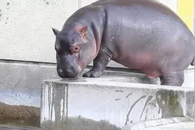 刚满月的小河马学游泳，竟直接被吓到腿软，河马妈妈全程耐心教导