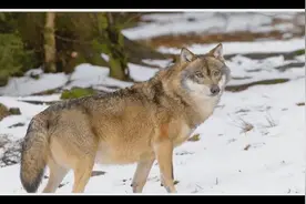 1978年内蒙古女军医2次救下公狼，为报答恩人，狼群帮忙巡逻放哨视频封面