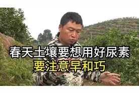 春天土壤要想用好尿素，要注意早和巧视频封面