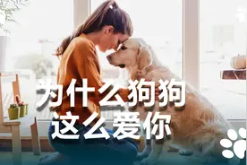 狗狗之所以这么爱你，有这几个原因视频封面
