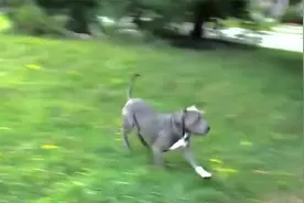 比特犬挣断铁链袭击白马，被一脚踢中脑袋，监控记录全过程视频封面