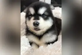 盘点狗子的各种叫声，有没有吓到你的