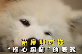 萨摩耶有这些表现，说明对你“很上心”！视频封面