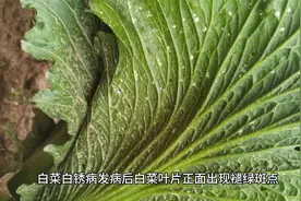 白菜叶背面有白色粉状颗粒是白菜白锈病，不要错用白粉病药剂防治