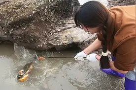 水坑惊现巨型老蟹王，个头比一般的大几倍，看得皮皮哇哇大叫视频封面