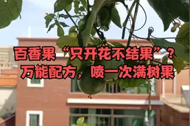 3年百香果“只开花不结果”？万能配方，喷一次满树果视频封面