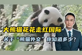 大熊猫花花走红国际，关于熊猫外交你知道多少视频封面