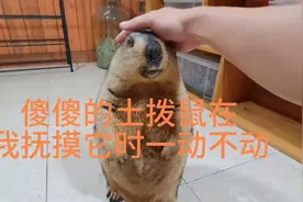傻傻的土拨鼠在我抚摸它时一动不动视频封面