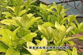 地栽多年的柚子，今年大面积“黄叶”，用错肥料就很难救活视频封面