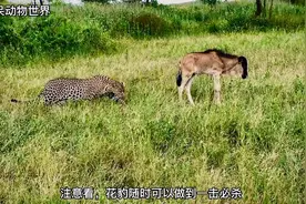 花豹这是个傻子吧动物世界野生动物零距离精彩片段神奇动物在视频封面
