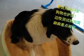都说狗狗护食，狗狗也护窝！边牧测试新狗窝