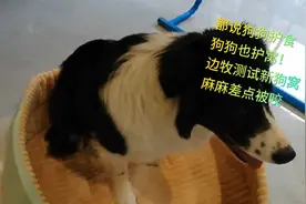 都说狗狗护食，狗狗也护窝！边牧测试新狗窝视频封面