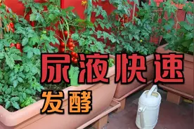 发酵尿液加点料，蔬菜根系发达、长势旺，能省一大笔肥料钱视频封面