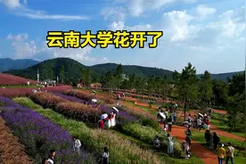 被全国最美十大校园，云南大学惊艳到了，赶紧来看看视频封面