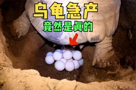 乌龟急产下蛋，一气呵成，竟然是真的！母爱太伟大了！视频封面