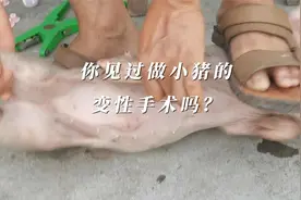 你见过做小猪的变性手术吗？