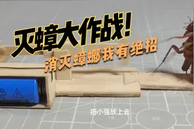 蟑螂是不是只有广东才有？视频封面