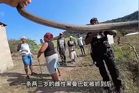 杰森抓雌性黑曼巴蛇下集你知道怎么分辨雌性蛇了吗？#户