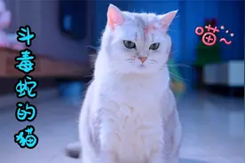 小猫咪为了保护妹妹，跟毒蛇搏斗视频封面