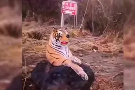 公路上发现老虎的后续，老虎：今天只吃三分，剩下的七分看你造化视频封面