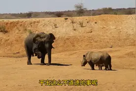 犀牛带娃找大象评理！视频封面