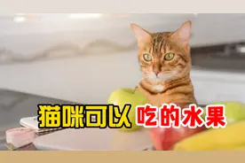 猫咪可以吃的5种水果，记得分点给它！