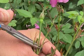 记住这技巧，月季棒棒糖花苞一串一串长视频封面