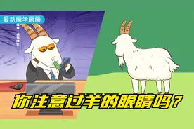 你注意过羊的眼睛吗？