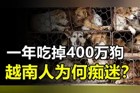一年吃掉400万只狗，八成民众有吃狗习惯，越南人为何痴迷狗肉?视频封面