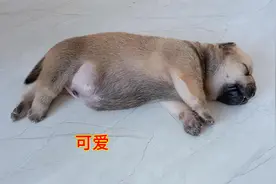 出生10天的小奶狗，当主人每戳一下它那一刻，小狗的反应真可爱