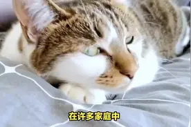猫咪为什么总爱睡在主人床尾？爱了爱了，原来真相如此暖心！