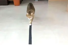 正宗的“猫步”，小哥用布条给猫咪测试，越走越惊艳！视频封面