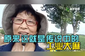 原来火麻（工业大麻）有这么多好处！