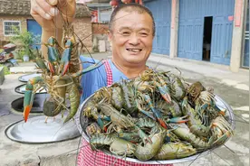 856元买10斤蓝龙虾，做泡椒龙虾酸辣过瘾，配上地瓜烧绝了！