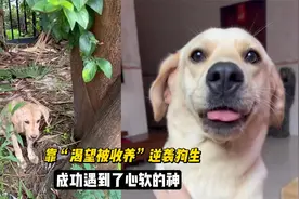 全网最让人心疼的流浪狗，靠渴望被收养逆袭狗生，还永远那么懂事视频封面