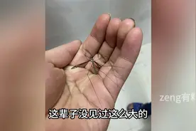 北方蚊子都是一根筋，南方蚊子又大又聪明？