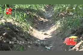 科技助农 _ 无须设施的果园节水灌溉新方式 沟灌视频封面