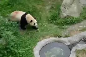 定了！大熊猫“福宝”将于6月12日正式亮相视频封面