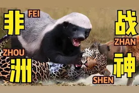 动物界“独行侠”之非洲平头哥，不服就干，干饭的干视频封面