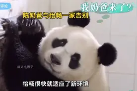 大熊猫怡畅带着宝宝搬家到碧峰峡基地，陈奶爸一路相送不舍告别！视频封面