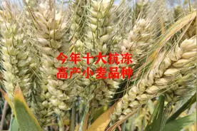 这10个小麦品种，抗冻抗倒又高产，今年首选种植品种视频封面